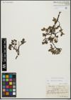 Foto von Salix alpina Scop. x Salix retusa L.